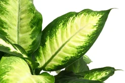 Dehner Grünpflanzen - Dieffenbachie - Dieffenbachia maculata 'Camilla'