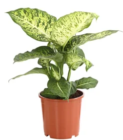 Dehner Grünpflanzen - Dieffenbachie - Dieffenbachia 'Mars'
