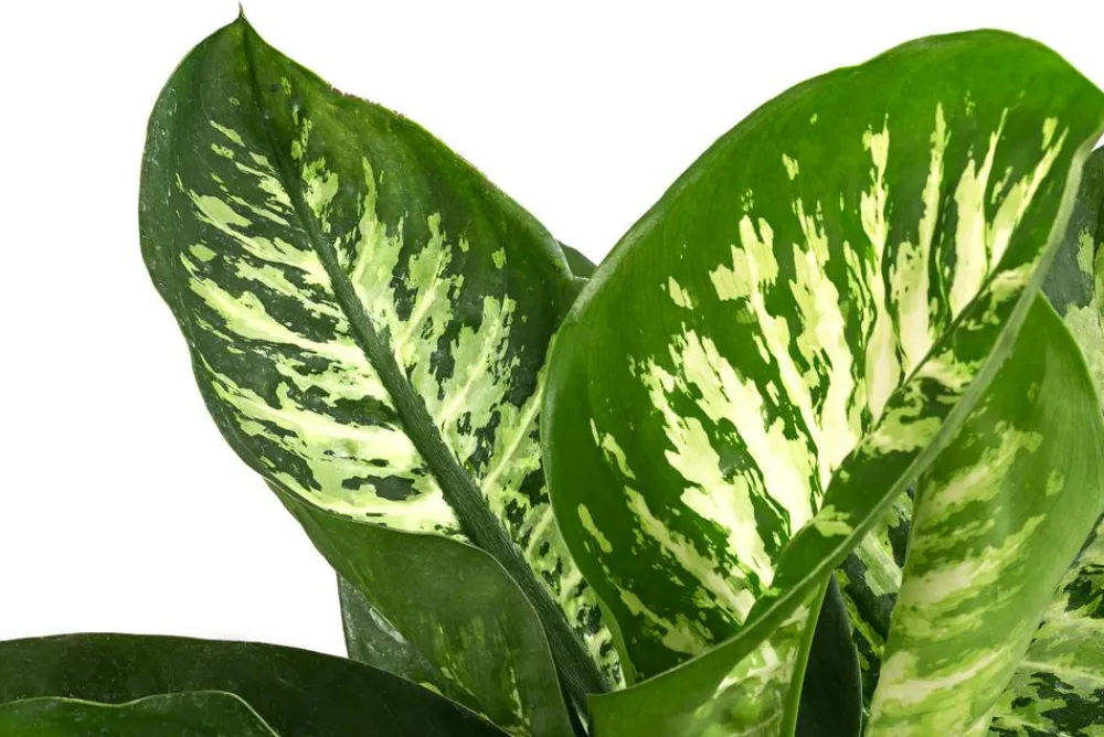 Dehner Dieffenbachie - Dieffenbachia 'Tropic' Hot