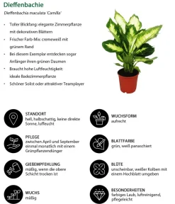 Dehner Dieffenbachien-Set - Dieffenbachia, 3-teilig