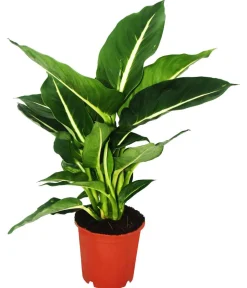 Dehner Dieffenbachien-Set - Dieffenbachia, 3-teilig