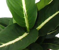 Dehner Dieffenbachien-Set - Dieffenbachia, 3-teilig