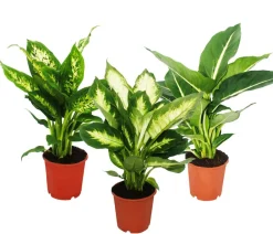 Dehner Dieffenbachien-Set - Dieffenbachia, 3-teilig