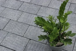 DIEPHAUS Pflasterstein LUMO ANTIK Grau Discount