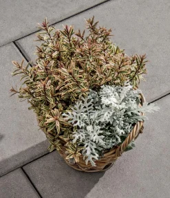 DIEPHAUS Steine & Terrassenplatten - Terrassenplatte Rustica, ca. B60/H4/T40 cm Grau