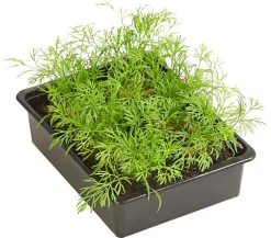 Dehner Garten- & Heilkräuter|Küchenkräuter - Dill, 6er Schale
