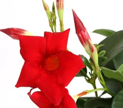 Dehner Dipladenie Rot Discount