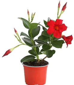 Dehner Dipladenie Rot Discount