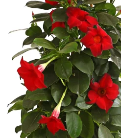 Dehner Dipladenie, Pyramide Rot Online
