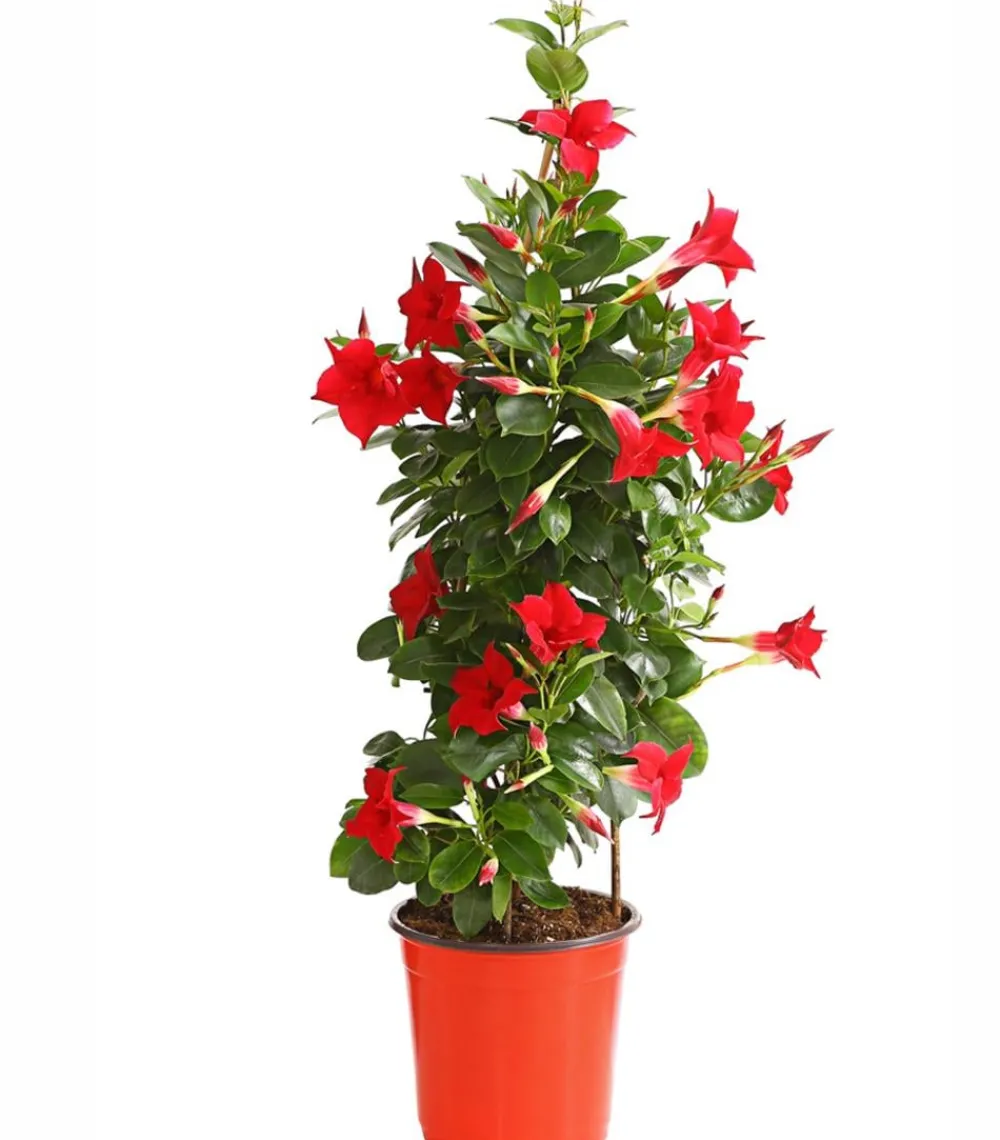 Dehner Terrassenpflanzen|Dipladenien - Dipladenie, Pyramide Rot