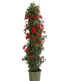 Dehner Terrassenpflanzen|Dipladenien - Dipladenie, Pyramide Rot