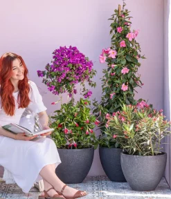 Dehner Terrassenpflanzen|Dipladenien - Dipladenie, Pyramide Pink