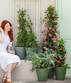 Dehner Terrassenpflanzen|Dipladenien - Dipladenie, Pyramide Pink
