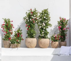 Dehner Terrassenpflanzen|Dipladenien - Dipladenie, Pyramide Pink