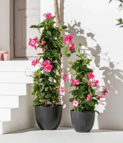 Dehner Dipladenie, Pyramide, Rosa Hot