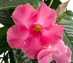 Dehner Dipladenie, Pyramide, Rosa Hot