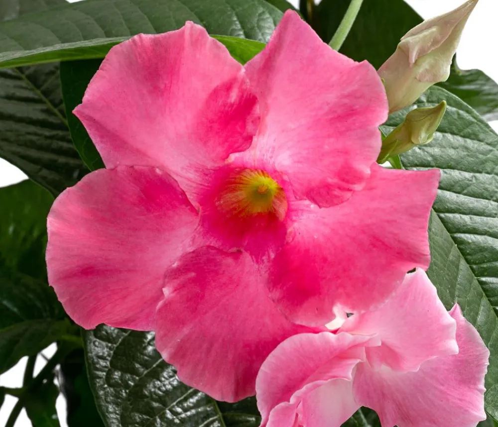 Dehner Dipladenie, Pyramide, Rosa Hot