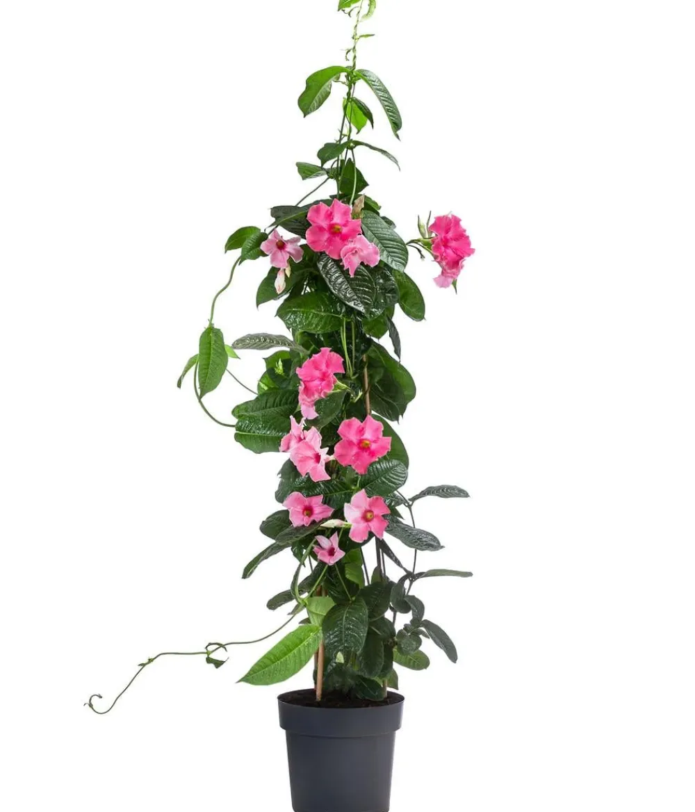 Dehner Dipladenie, Pyramide, Rosa Hot