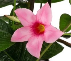 Dehner Terrassenpflanzen|Dipladenien - Dipladenie, Pyramide, Rosa