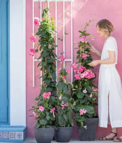 Dehner Terrassenpflanzen|Dipladenien - Dipladenie, Pyramide, Rosa