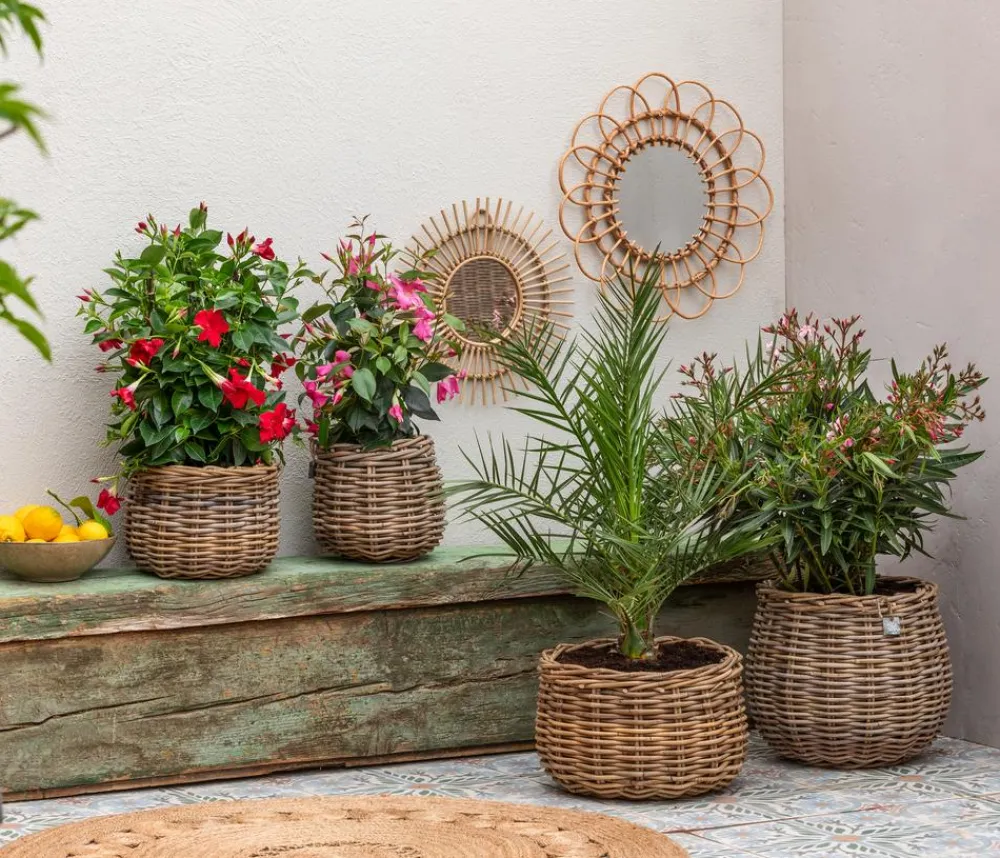 Dehner Terrassenpflanzen > Dipladenie, Pyramide, verschiedene Farben
