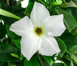 Dehner Terrassenpflanzen > Dipladenie, Pyramide, verschiedene Farben