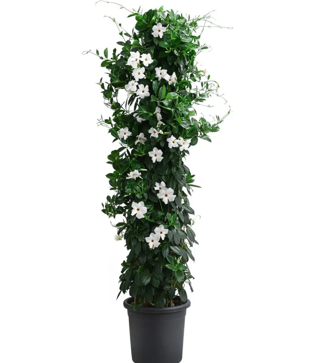 Dehner Terrassenpflanzen - Dipladenie, Pyramide, verschiedene Farben