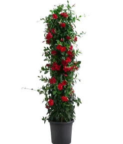 Dehner Terrassenpflanzen - Dipladenie, Pyramide, verschiedene Farben