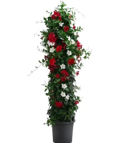 Dehner Terrassenpflanzen - Dipladenie, Pyramide, verschiedene Farben