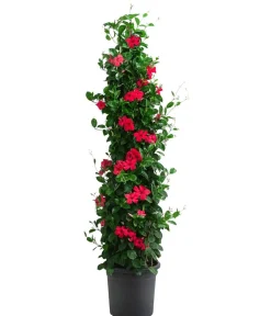 Dehner Terrassenpflanzen - Dipladenie, Pyramide, verschiedene Farben