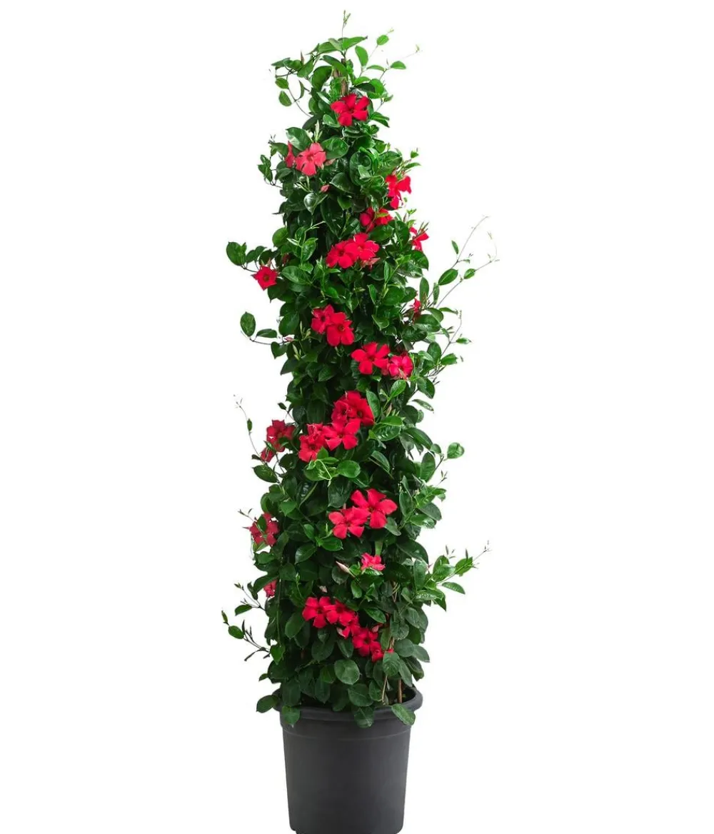 Dehner Terrassenpflanzen - Dipladenie, Pyramide, verschiedene Farben