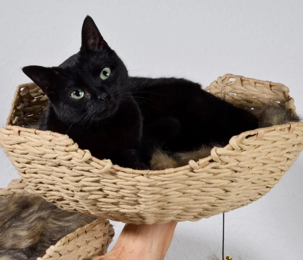 dobar® petlife Design-Katzenmöbel Tony, ca. B60/H111/T45 cm Braun