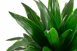 Dehner Drachenbaum & Yucca|Hydropflanzen > Drachenbaum - Dracaena compacta, Hydrokultur