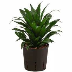 Dehner Drachenbaum & Yucca|Hydropflanzen > Drachenbaum - Dracaena compacta, Hydrokultur