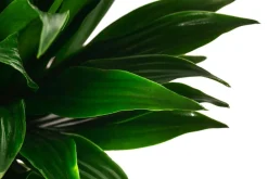 Dehner Drachenbaum & Yucca|Hydropflanzen > Drachenbaum - Dracaena compacta, Hydrokultur