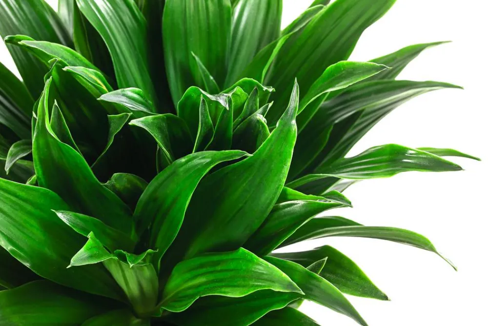 Dehner Drachenbaum & Yucca|Hydropflanzen - Drachenbaum - Dracaena compacta, Hydrokultur Dunkelgrün