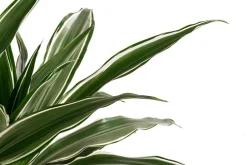 Dehner Hydropflanzen > Drachenbaum - Dracaena deremensis, Hydrokultur