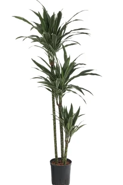 Dehner Hydropflanzen - Drachenbaum - Dracaena deremensis, Hydrokultur Dunkelgrün