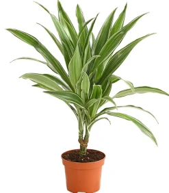 Dehner Drachenbaum & Yucca|Grünpflanzen - Drachenbaum - Dracaena deremensis, verschiedene Sorten