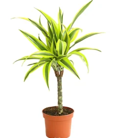 Dehner Drachenbaum & Yucca|Grünpflanzen - Drachenbaum - Dracaena deremensis, verschiedene Sorten