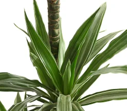 Dehner Drachenbaum - Dracaena deremensis 'White Stripe' Clearance