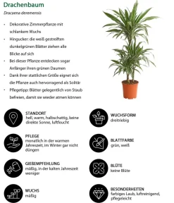 Dehner Drachenbaum & Yucca|Zimmerpalmen - Drachenbaum - Dracaena deremensis 'White Stripe'