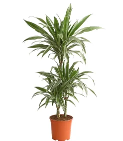 Dehner Drachenbaum & Yucca|Zimmerpalmen - Drachenbaum - Dracaena deremensis 'White Stripe'