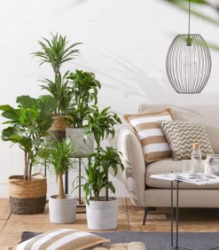 Dehner Drachenbaum & Yucca|Zimmerpalmen - Drachenbaum - Dracaena deremensis 'White Stripe'