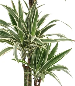 Dehner Drachenbaum & Yucca|Zimmerpalmen - Drachenbaum - Dracaena deremensis 'White Stripe'