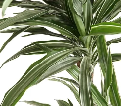 Dehner Drachenbaum & Yucca|Zimmerpalmen - Drachenbaum - Dracaena deremensis 'White Stripe'