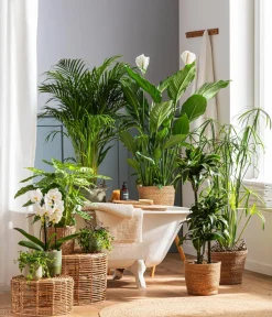 Dehner Drachenbaum - Dracaena deremensis 'Dorado' New