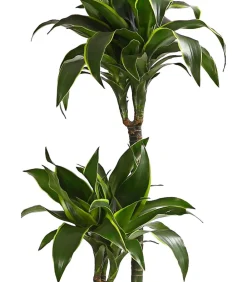 Dehner Drachenbaum - Dracaena deremensis 'Dorado' New