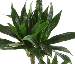 Dehner Drachenbaum - Dracaena deremensis compacta Dunkelgrün