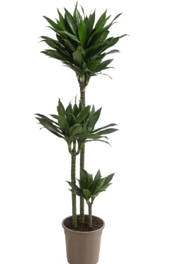 Dehner Drachenbaum - Dracaena deremensis compacta Dunkelgrün